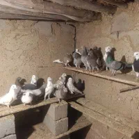 کبوتر فروشی