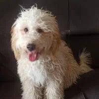 پودل نر ۱۰ ماهه