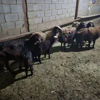 میش بره