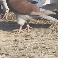کبوتر کفتر ذات سار همه ماده