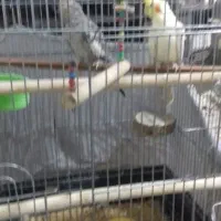 عروس هلندی 2 میلیون|پرنده|سپیدار, |دیوار