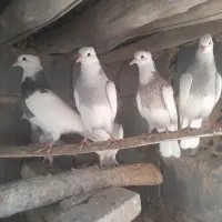 جوجه طوقی کاکلی