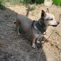 سگ پاکوتاه