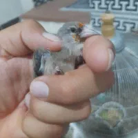 جوجه سهره کرمونی|پرنده|فسا, |دیوار