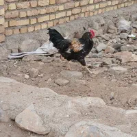 مرغ وخروس|حیوانات مزرعه|سنقر, |دیوار