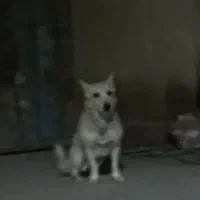 سگ گرند|سگ|زابل, |دیوار