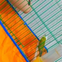 مرغ عشق جفت مولد با قفس|پرنده|ایرانشهر, |دیوار