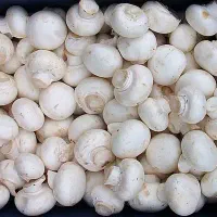 قارچ درجه یک