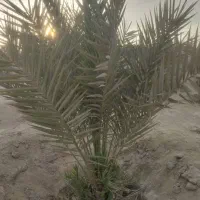 فروش یک عدد نخل سلونی|گل و گیاه طبیعی|قشم, |دیوار