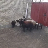 ‌پنج‌راس‌میش‌بره‌جوان‌شیر‌داره