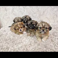 سگ پشمالو شیتزو مالتیز عروسکی سایز صفر|سگ|مشهد, مصلی (کارمندان اول)|دیوار