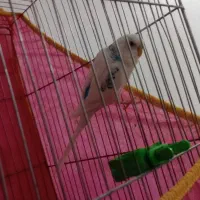 مرغ عشق نر|پرنده|کرمان, |دیوار