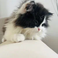 گربه|گربه|بانه, |دیوار