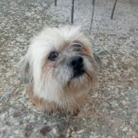 توله سگ پاکوتاه