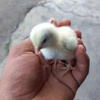 سه عدد قناری دستی