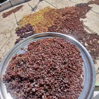 شیره انگور، کشمش، لواشک، آبغوره
