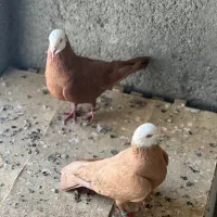 کبوتر جوکی کمیاب*