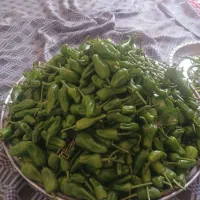 فلفل|خوردنی و آشامیدنی|نهاوند, |دیوار