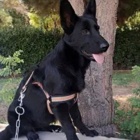 ژرمن بلک اصیل