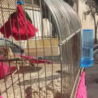 سره خاکی|پرنده|شهر ری, اقدسیه|دیوار