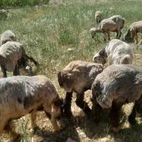 میش|حیوانات مزرعه|اردل, |دیوار