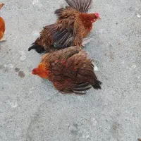 مرغ|حیوانات مزرعه|خاش, |دیوار