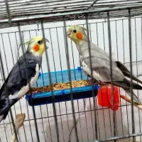 عروس هلندی