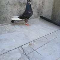 کبوتر آهنی نر ماده