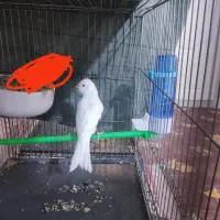 قناری نر سوپر