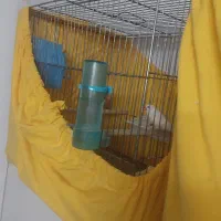 دوجفت فنچ نرماده