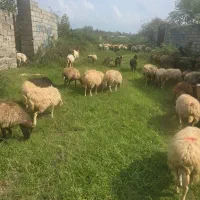 620|حیوانات مزرعه|لنگرود, |دیوار