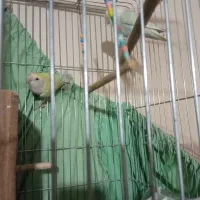 طوطی برزیلی کوتوله