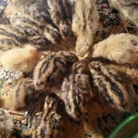 جوجه بلدرچین