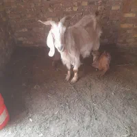 ،  بزعربی درشت با دوتا بزغاله نر خوشگل