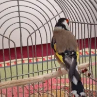 سهره قناری سهره نر|پرنده|مرودشت, سهل‌آباد|دیوار