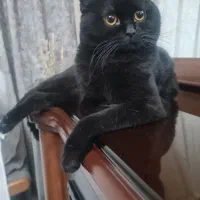 گربه اسکاتیش