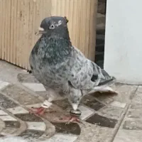 ماده دمسفید