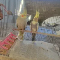 عروس هلندی جوجه