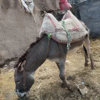 الاغ|حیوانات مزرعه|فیروز, |دیوار