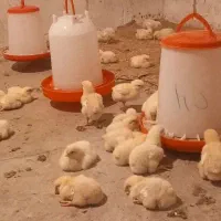 مرغ ارگانیک ا|حیوانات مزرعه|گلی داغ, |دیوار