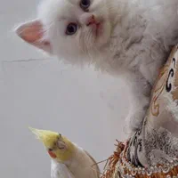 واگزاری گربه پرشین