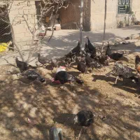 هشتدر خان|حیوانات مزرعه|کشاورز, |دیوار