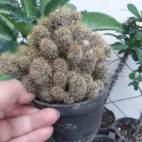 گلهای طبیعی مناسب منزل شما|گل و گیاه طبیعی|رشت, ترمینال|دیوار