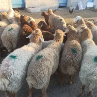 دیگر نگران خرید گوسفند همرا ه قصابی زنده نباشید