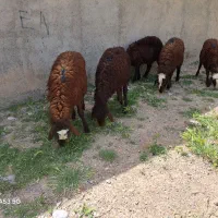 ۵راس بره نرپای پروار