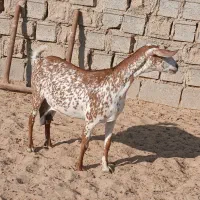 فروش یک عدد بز صلاله آبستن