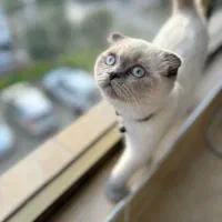 اسکاتیش ماده ۱۱ ماهه|گربه|نوشهر, |دیوار