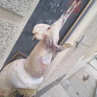 قصاب سیار ذبح گوسفند ، کهره و بره