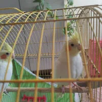 عروس هلندی|پرنده|امیدیه, |دیوار