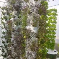 گلخانه ۱۰۰۰ متری کشت عمودی آئروپونیک|فروش دفتر صنعتی، کشاورزی، تجاری|تهران, سعادتآباد|دیوار